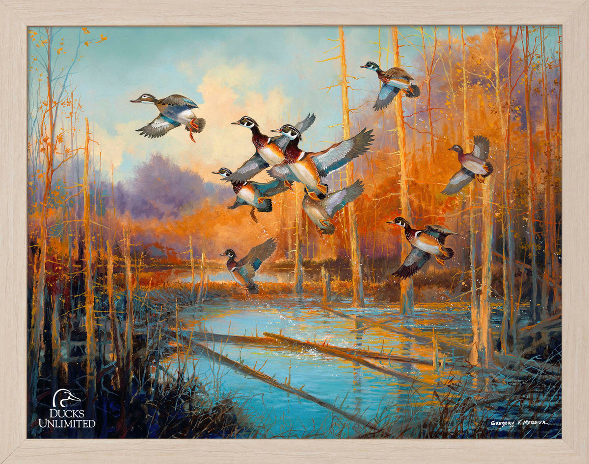 Wood Ducks - Art Prints - Official Ducks Unlimited Art