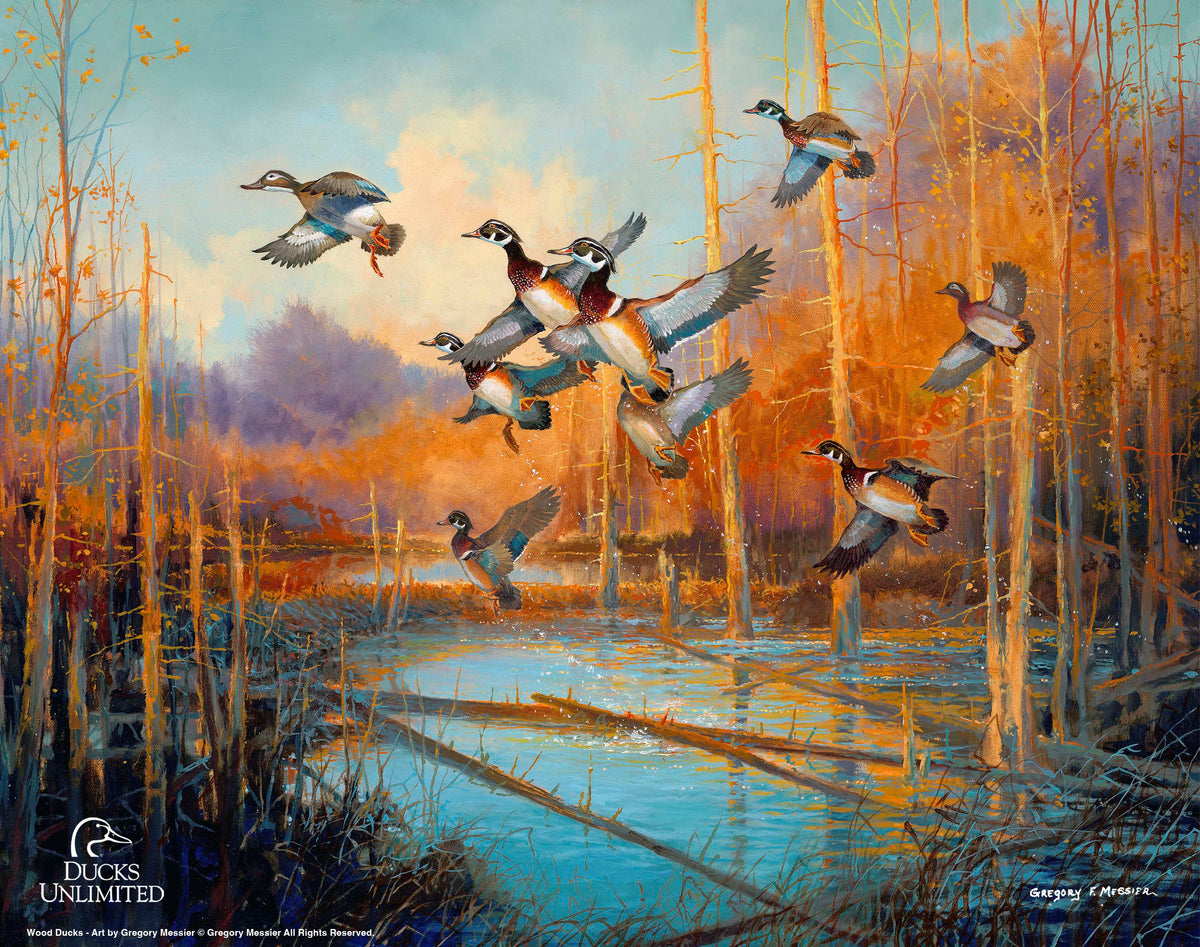 Wood Ducks - Art Prints - Official Ducks Unlimited Art