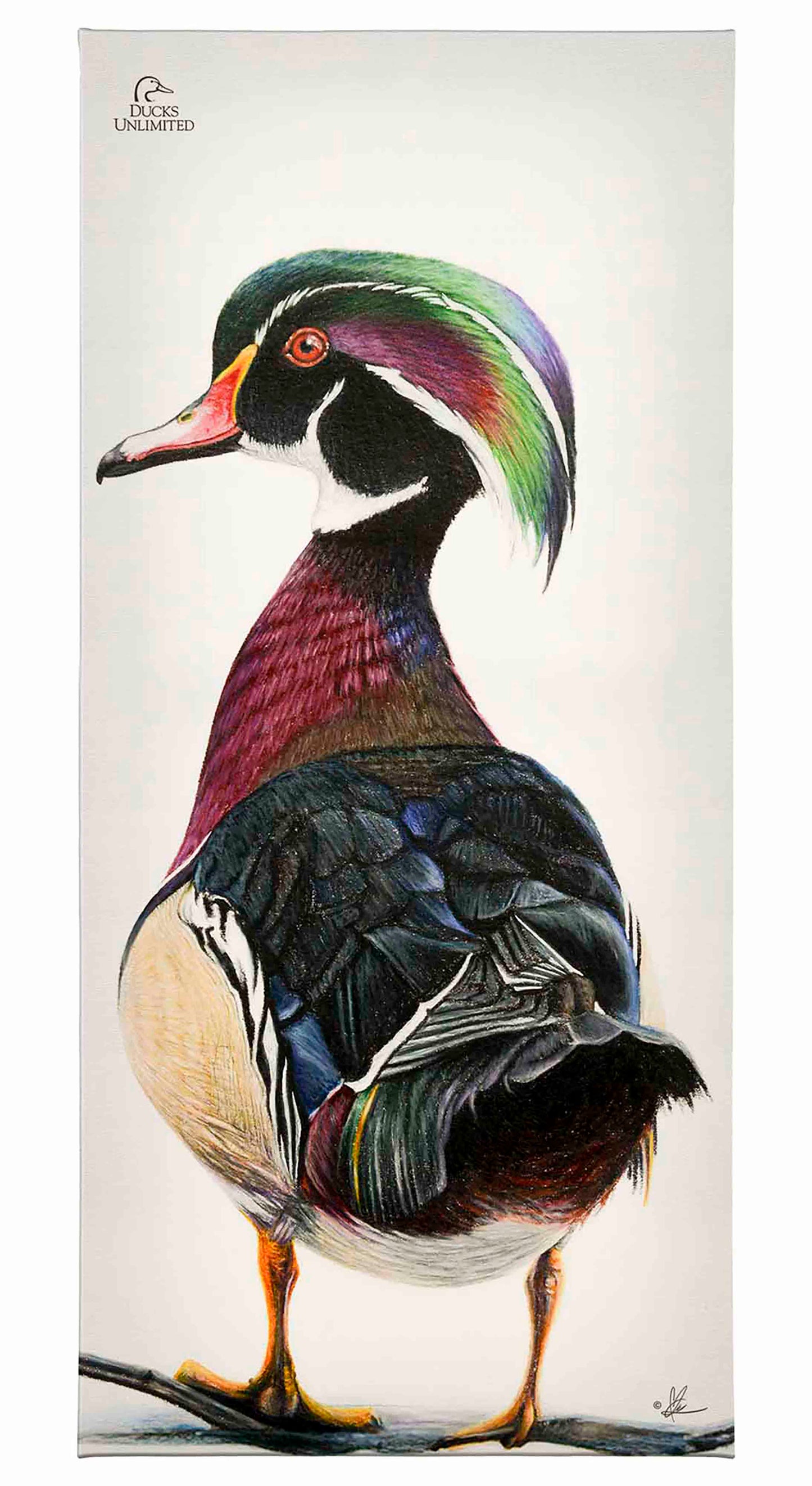Woody Gallery Wrapped Canvas - Official Ducks Unlimited Art