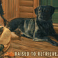 Bountiful Day Black Lab "Raised to retrieve. Born to protect."  12" x 30" Wood Sign - Official Ducks Unlimited Art