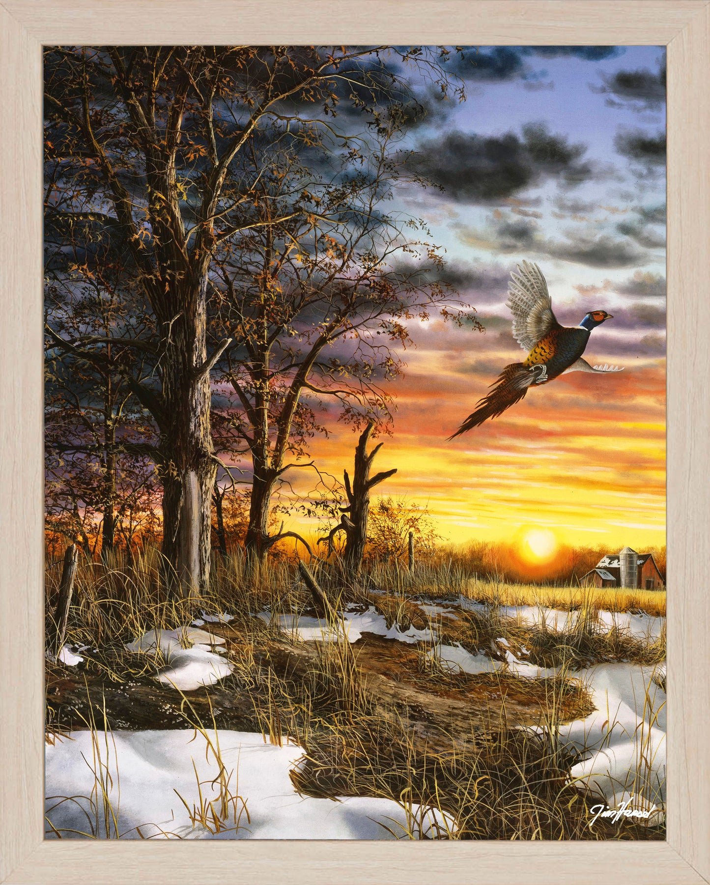 Autumn Ringneck - Art Prints