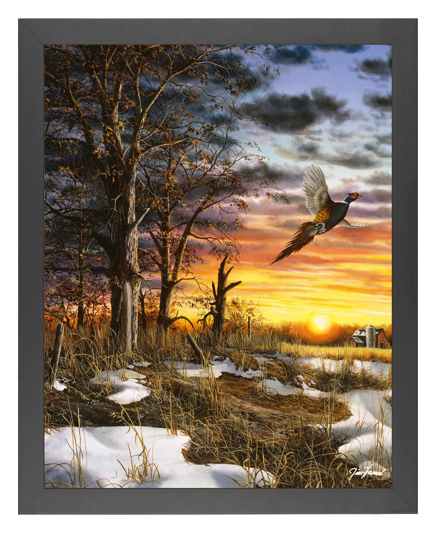 Autumn Ringneck - Art Prints