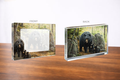 Northwoods Springtime - Black Bears Acrylic Wall Art & Home Decor