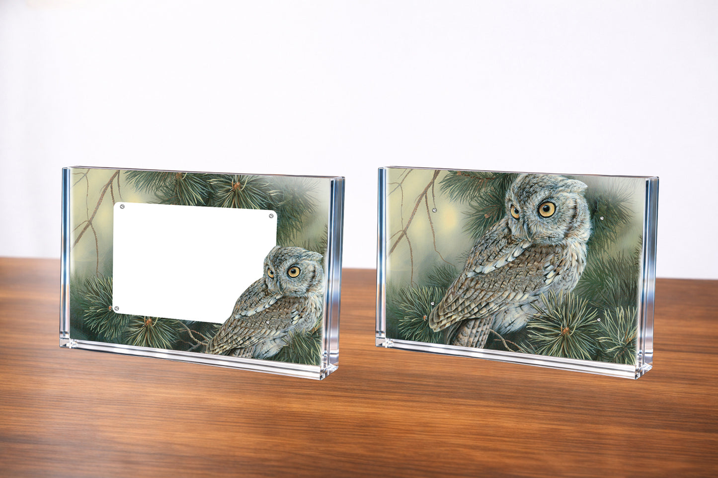 Screech Owl Acrylic Wall Art & Home Decor