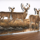 Autumn Reflections - Whitetail Deer Acrylic Wall Art & Home Decor