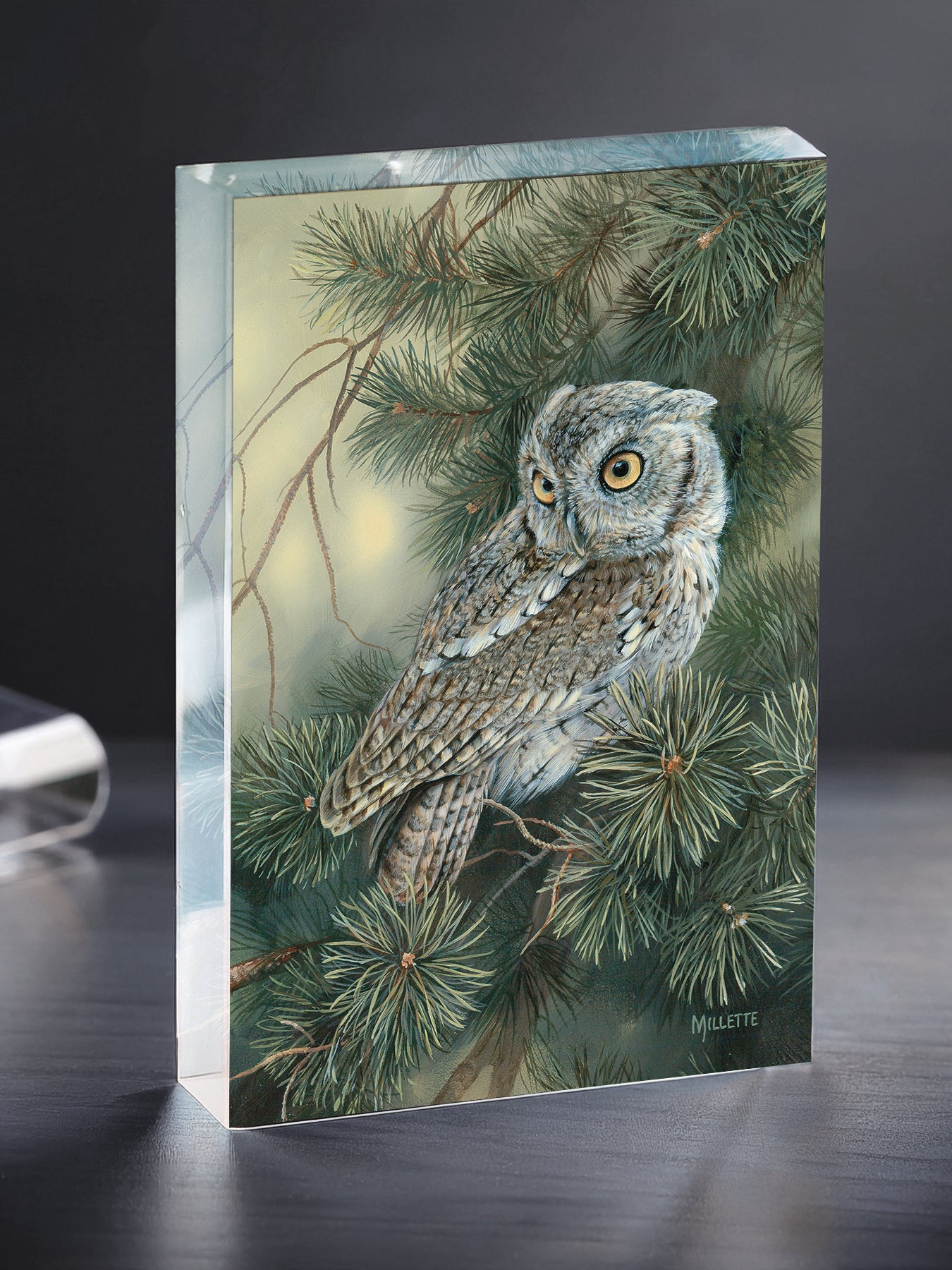 Screech Owl Acrylic Wall Art & Home Decor