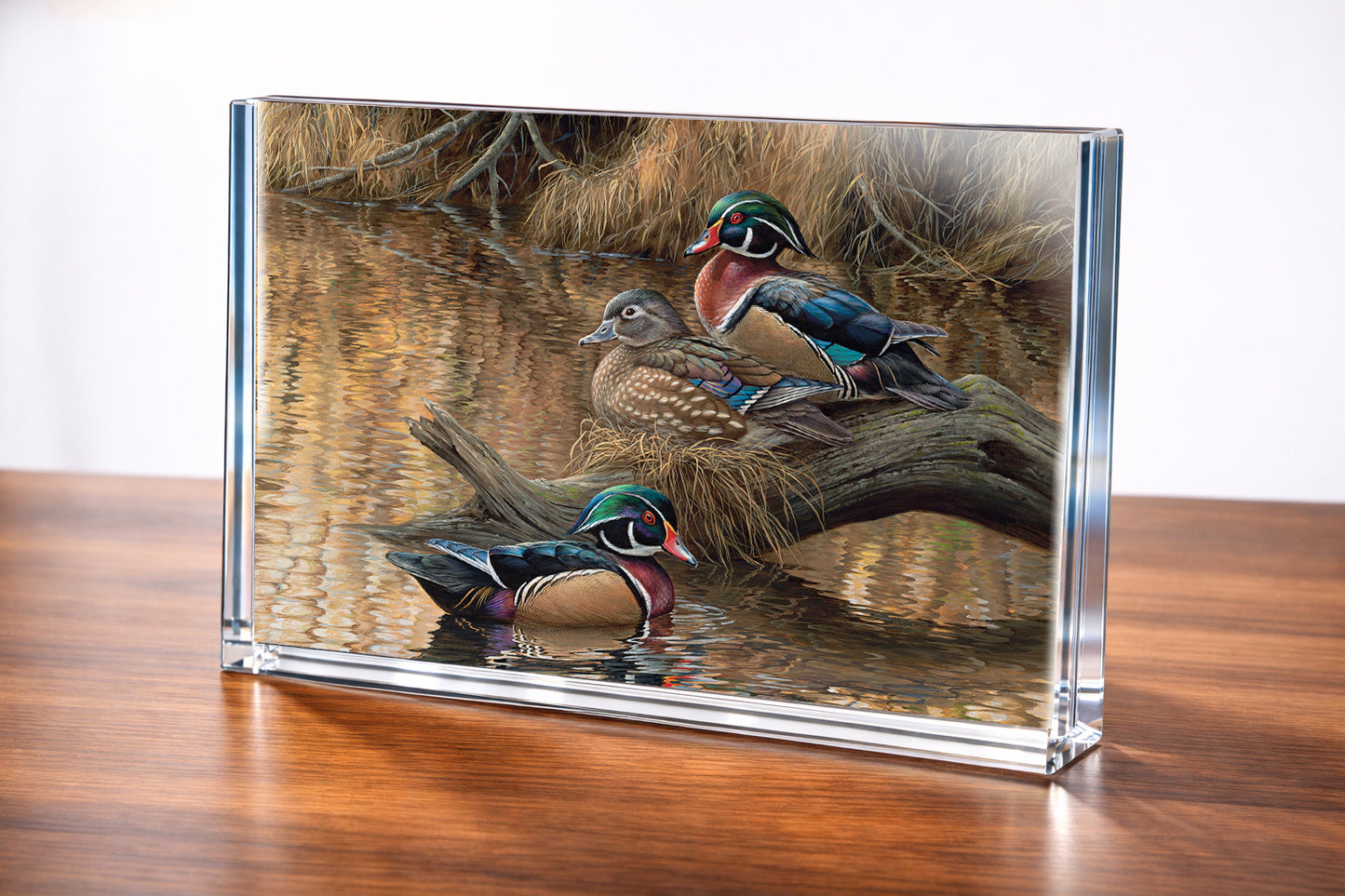 Sitting Pretty - Wood Ducks Acrylic Wall Art & Home Decor