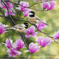 Chickadees and Magnolias Acrylic Wall Art & Home Decor
