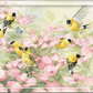 Crowded Dogwood Acrylic Wall Art & Home Decor