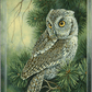 Screech Owl Acrylic Wall Art & Home Decor