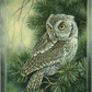 Screech Owl Acrylic Wall Art & Home Decor