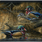 Sitting Pretty - Wood Ducks Acrylic Wall Art & Home Decor