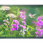White Sweet Pea Humming Bird Acrylic Wall Art & Home Decor