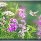 White Sweet Pea Humming Bird Acrylic Wall Art & Home Decor