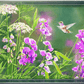 White Sweet Pea Humming Bird Acrylic Wall Art & Home Decor