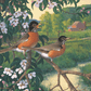 Apple Blossom Time - Robins Acrylic Wall Art & Home Decor