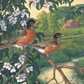 Apple Blossom Time - Robins Acrylic Wall Art & Home Decor