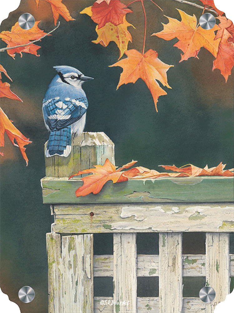 Autumn Splendor Blue Jay Acrylic Wall Art & Home Decor