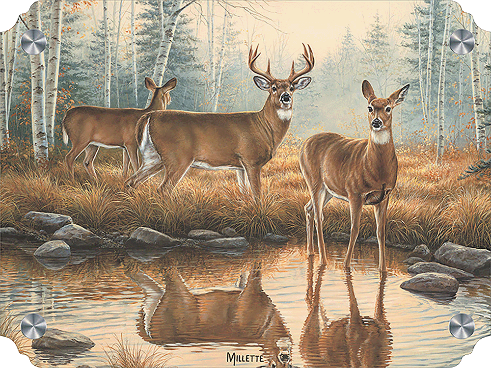 Autumn Reflections - Whitetail Deer Acrylic Wall Art & Home Decor
