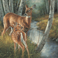 Birch Creek - Whitetail Deer Acrylic Wall Art & Home Decor