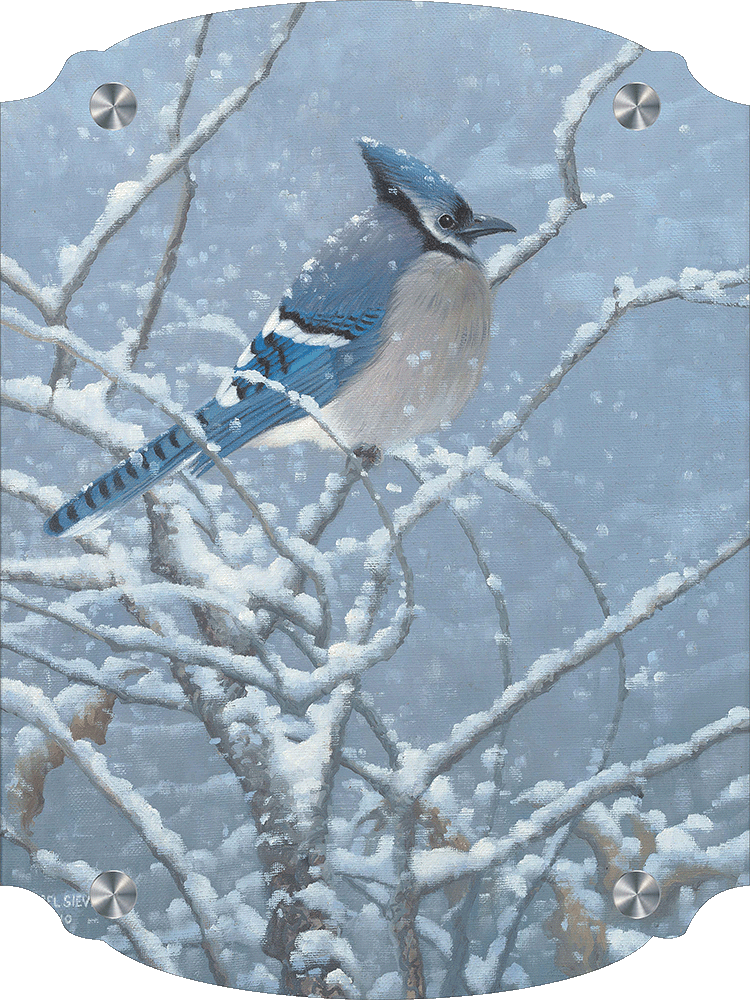 Blue Jay Study Acrylic Wall Art & Home Decor