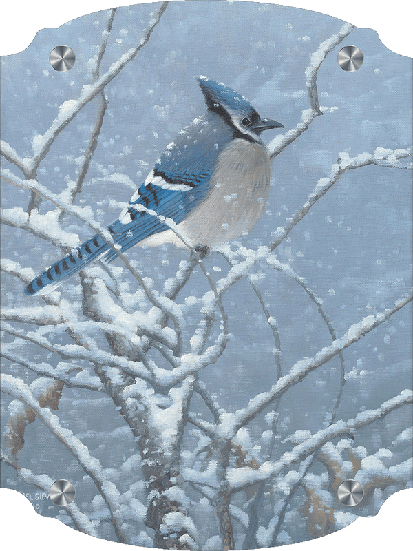 Blue Jay Study Acrylic Wall Art & Home Decor