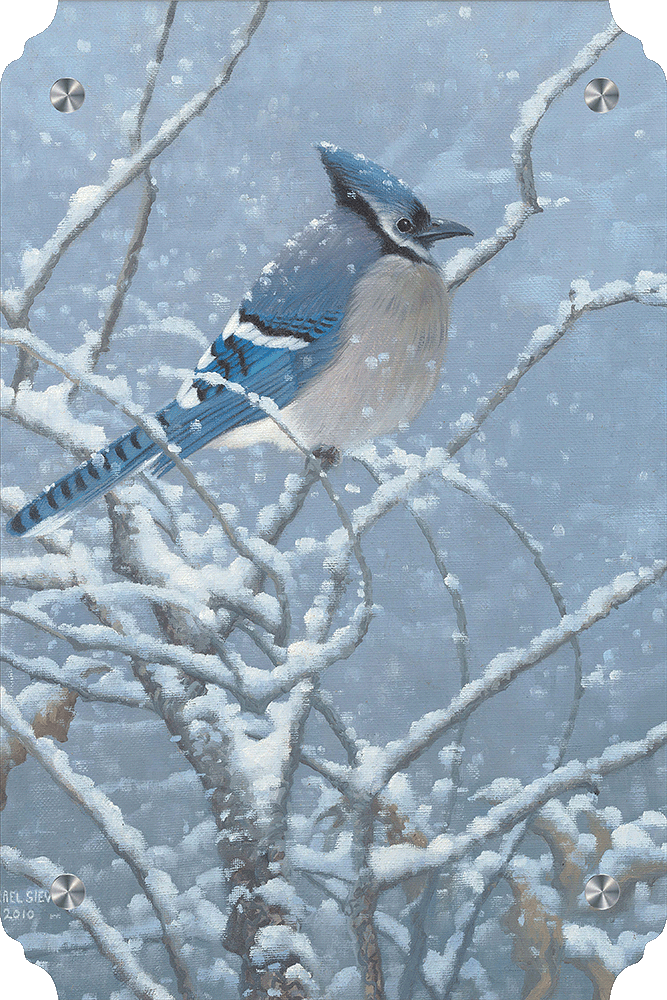 Blue Jay Study Acrylic Wall Art & Home Decor