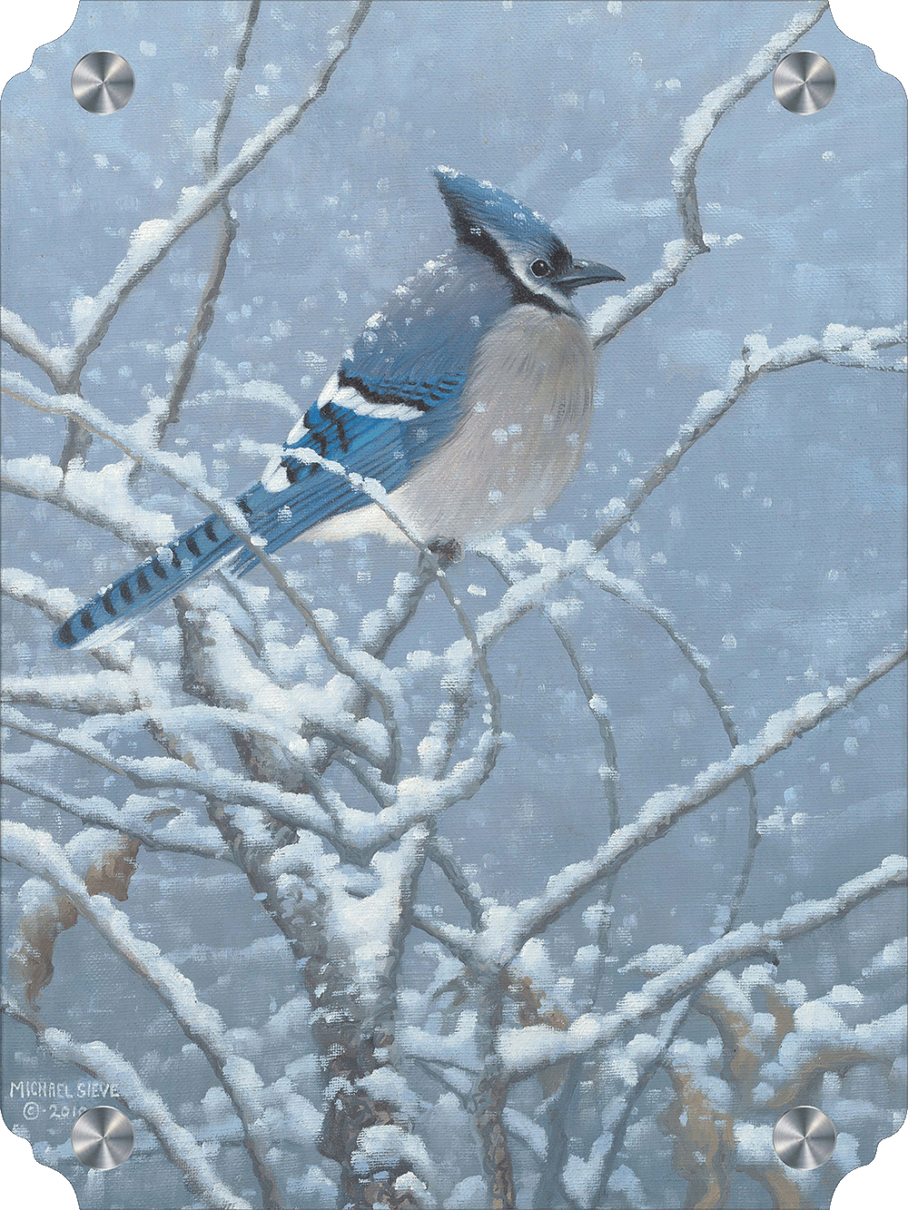 Blue Jay Study Acrylic Wall Art & Home Decor