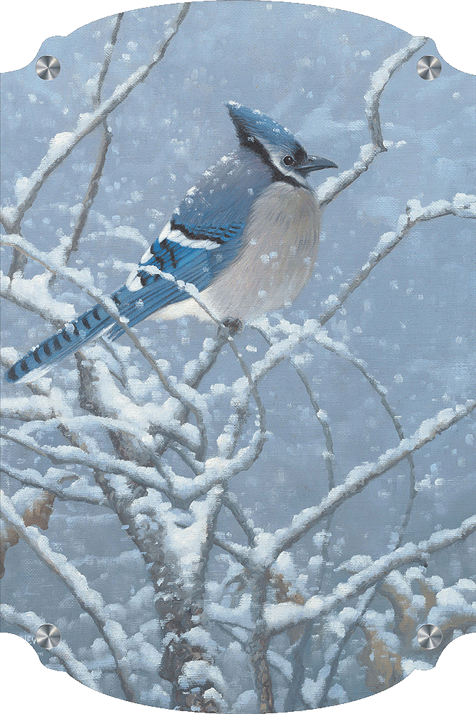 Blue Jay Study Acrylic Wall Art & Home Decor