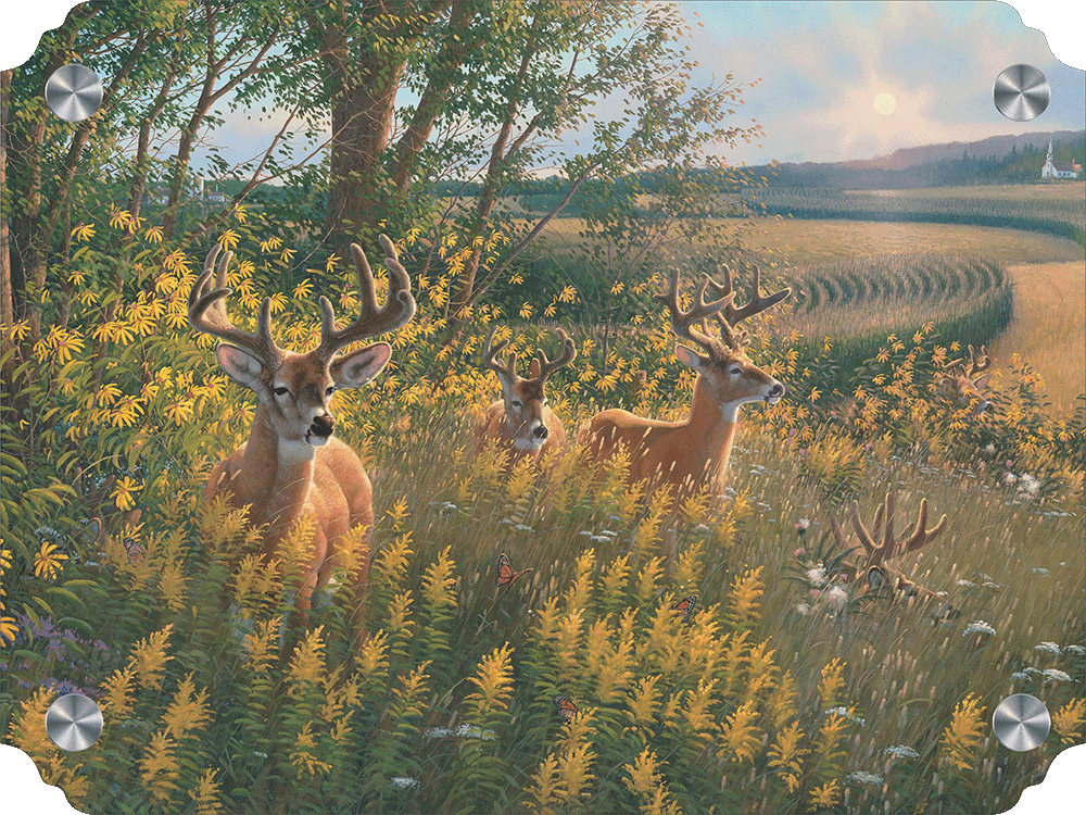 Boys of Summer Whitetail Deer Acrylic Wall Art & Home Decor