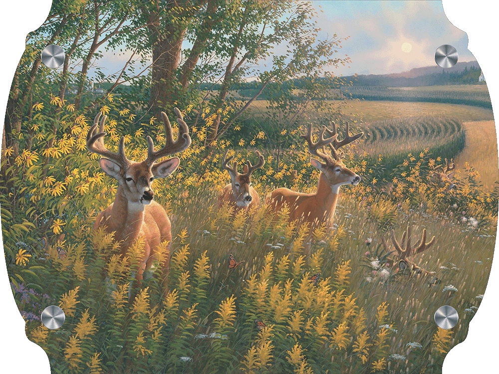 Boys of Summer Whitetail Deer Acrylic Wall Art & Home Decor
