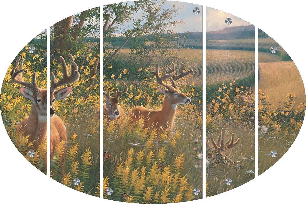 Boys of Summer Whitetail Deer Acrylic Wall Art & Home Decor