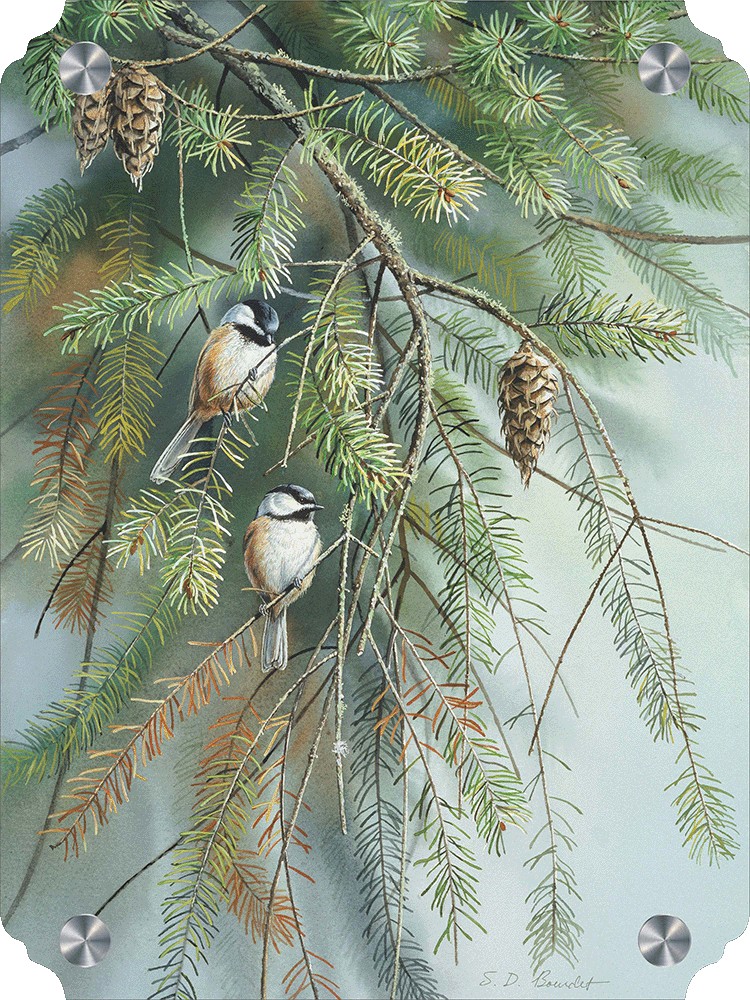 Chickadees in Fir Acrylic Wall Art & Home Decor