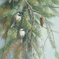 Chickadees in Fir Acrylic Wall Art & Home Decor