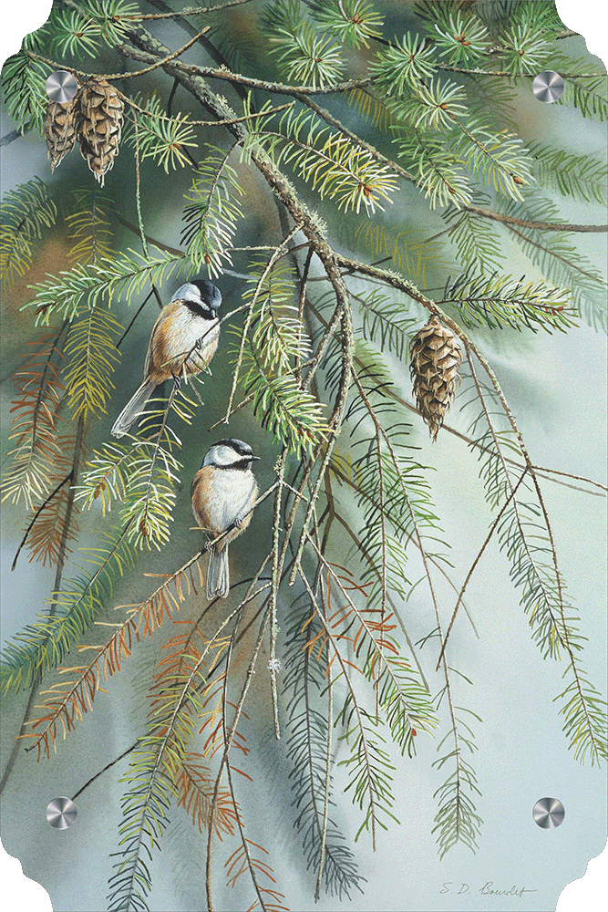 Chickadees in Fir Acrylic Wall Art & Home Decor