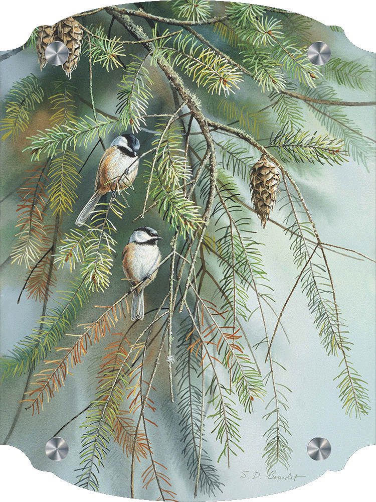 Chickadees in Fir Acrylic Wall Art & Home Decor