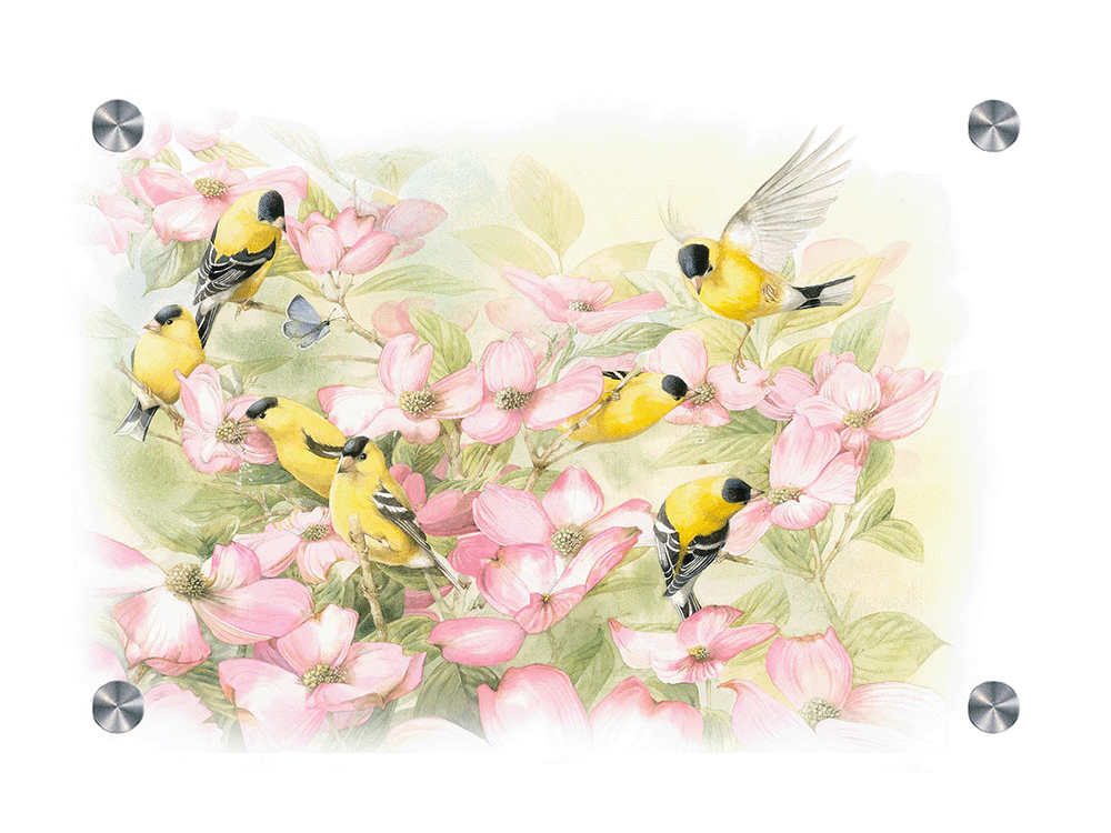 Crowded Dogwood Acrylic Wall Art & Home Decor
