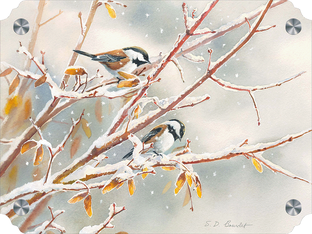 Early Snowfall - Chestnut Backed Chickadees Acrylic Wall Art & Home Decor