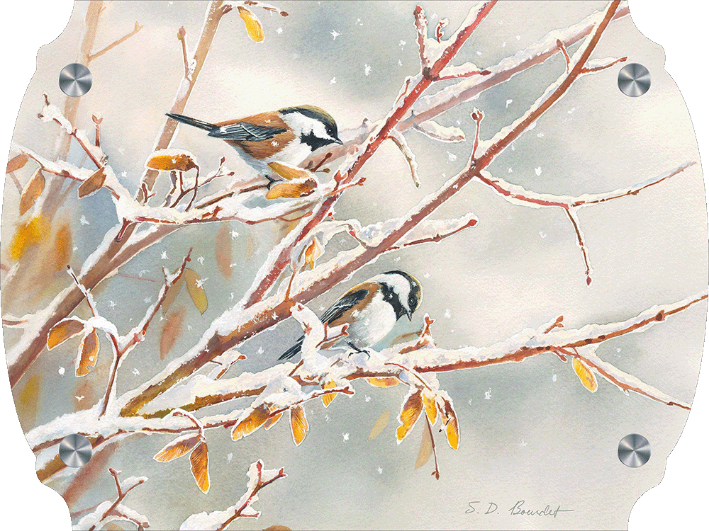 Early Snowfall - Chestnut Backed Chickadees Acrylic Wall Art & Home Decor