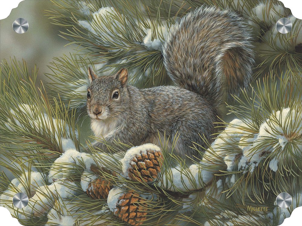 Gray Squirrel Acrylic Wall Art & Home Decor