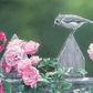In the Garden Rose Acrylic Wall Art & Home Decor