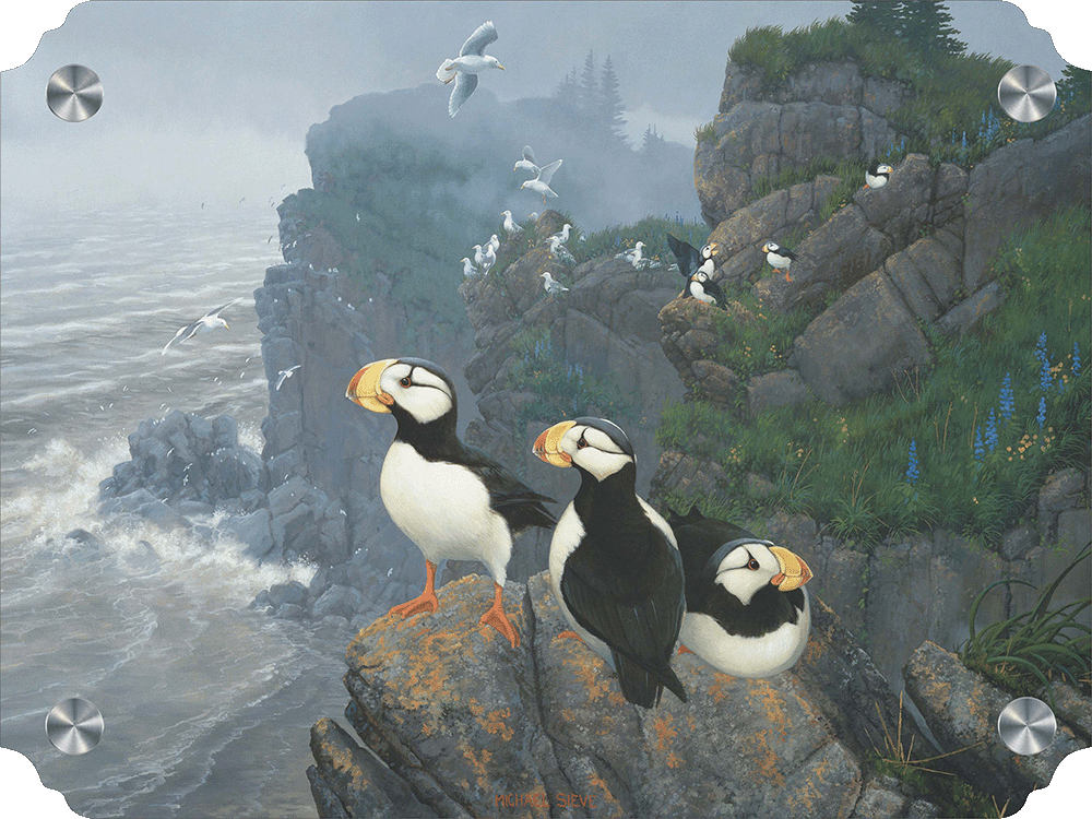 Kodiak Coast-Puffins Acrylic Wall Art & Home Decor