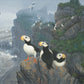 Kodiak Coast-Puffins Acrylic Wall Art & Home Decor