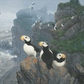 Kodiak Coast-Puffins Acrylic Wall Art & Home Decor