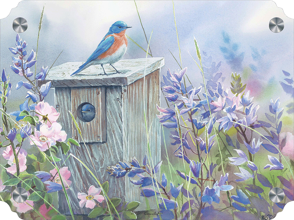 Meadow View - Eastern Bluebird Acrylic Wall Art & Home Decor
