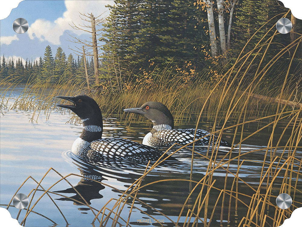 Northern Song Common Loons Acrylic Wall Art & Home Decor