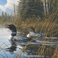 Northern Song Common Loons Acrylic Wall Art & Home Decor