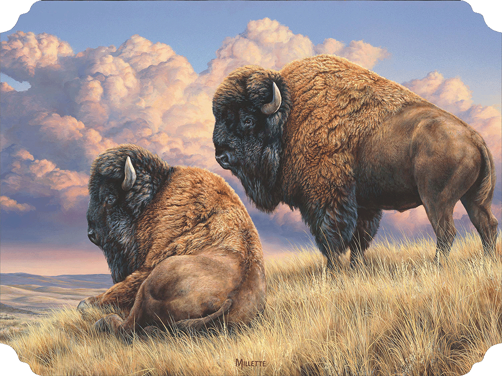 Prairie Monarchs - Bison Acrylic Wall Art & Home Decor