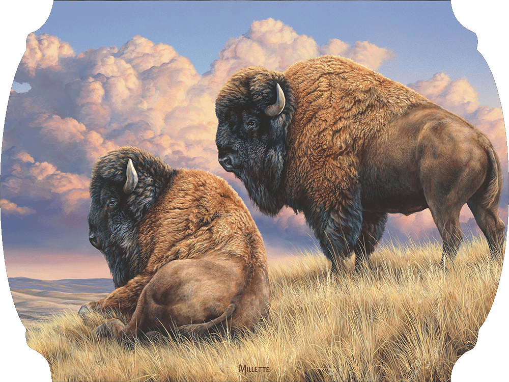 Prairie Monarchs - Bison Acrylic Wall Art & Home Decor