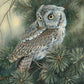Screech Owl Acrylic Wall Art & Home Decor
